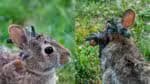 Vírus provoca o surgimento de estruturas semelhantes a tentáculos no crânio de coelhos selvagens; compreenda