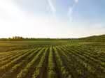 Mercado mexicano acolhe o agronegócio brasileiro em cenário de tarifas elevadas