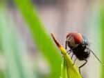 O que é a mosca-da-bicheira, identificada pela primeira vez em humanos nos EUA