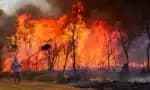 Minas Gerais apresenta aproximadamente 46 queimadas diárias; aprenda a prevenir incêndios