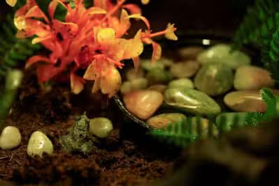 Imagem card com fundo