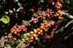 A China emite sinal indireto sobre os altos impostos e elogia “o querido café brasileiro”
