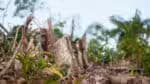 O desmatamento diminui as chuvas em 74&percnt; e eleva a temperatura em 16&percnt; na Amazônia