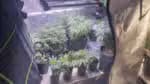 Localizadas em um apartamento em Salvador, foram encontradas estufas para cultivo de maconha
