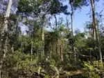 A Amazônia teve uma redução de 52 milhões de hectares em sua cobertura vegetal