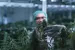 Cannabis Medicinal: Regulamentação Ameaça Tratamentos Acessíveis no Brasil
