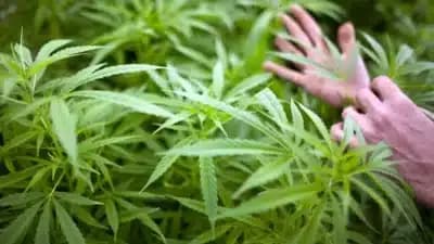 Imagem card com fundo