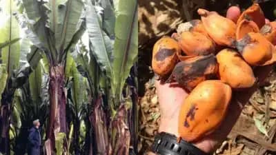 Ensete, a “banana turbinada” da Etiópia, pode alimentar mais 111,5 milhões de pessoas na África