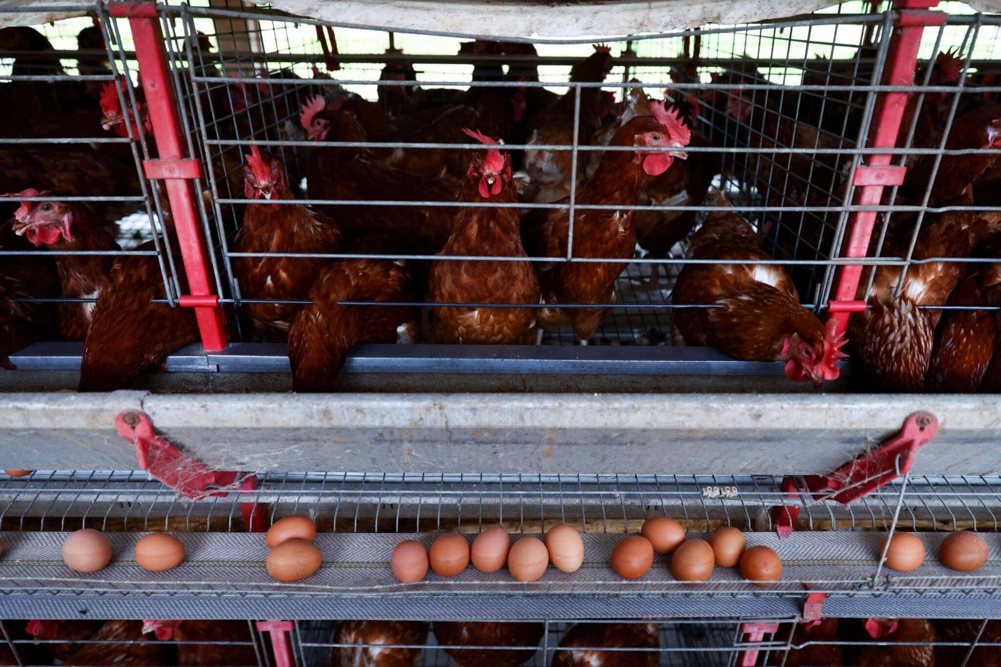2025-06-10T223800Z_1_LYNXMPEL5914U_RTROPTP_4_BRAZIL-EGGS-USA