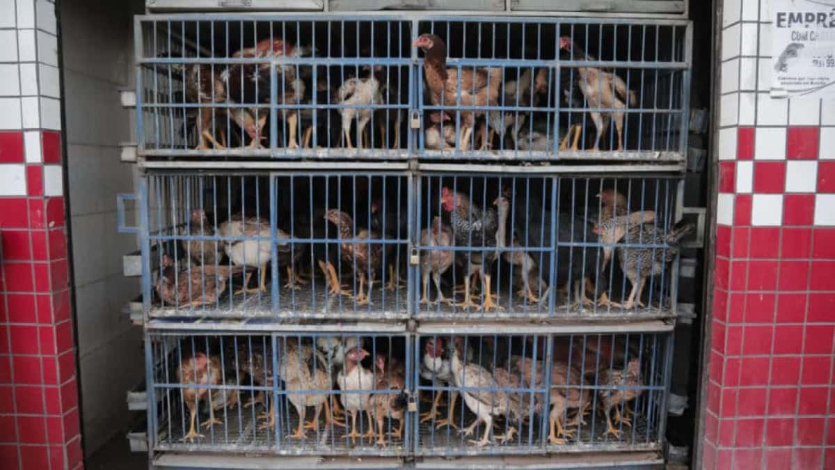 Venda frangos no Paranoá (região administrativa do DF). O Ministério da Agricultura e Pecuária informou que o risco de infecção humana por gripe aviária é considerado baixo, geralmente restrito a pessoas com contato direto com aves contaminadas (vivas ou mortas). O órgão confirmou o 1º foco do vírus da influenza aviária em aves de criação comercial no Brasil. Segundo o ministério, os produtos inspecionados no local permanecem seguros para consumo. | Sérgio Lima/poder360 - 19.mai.2025