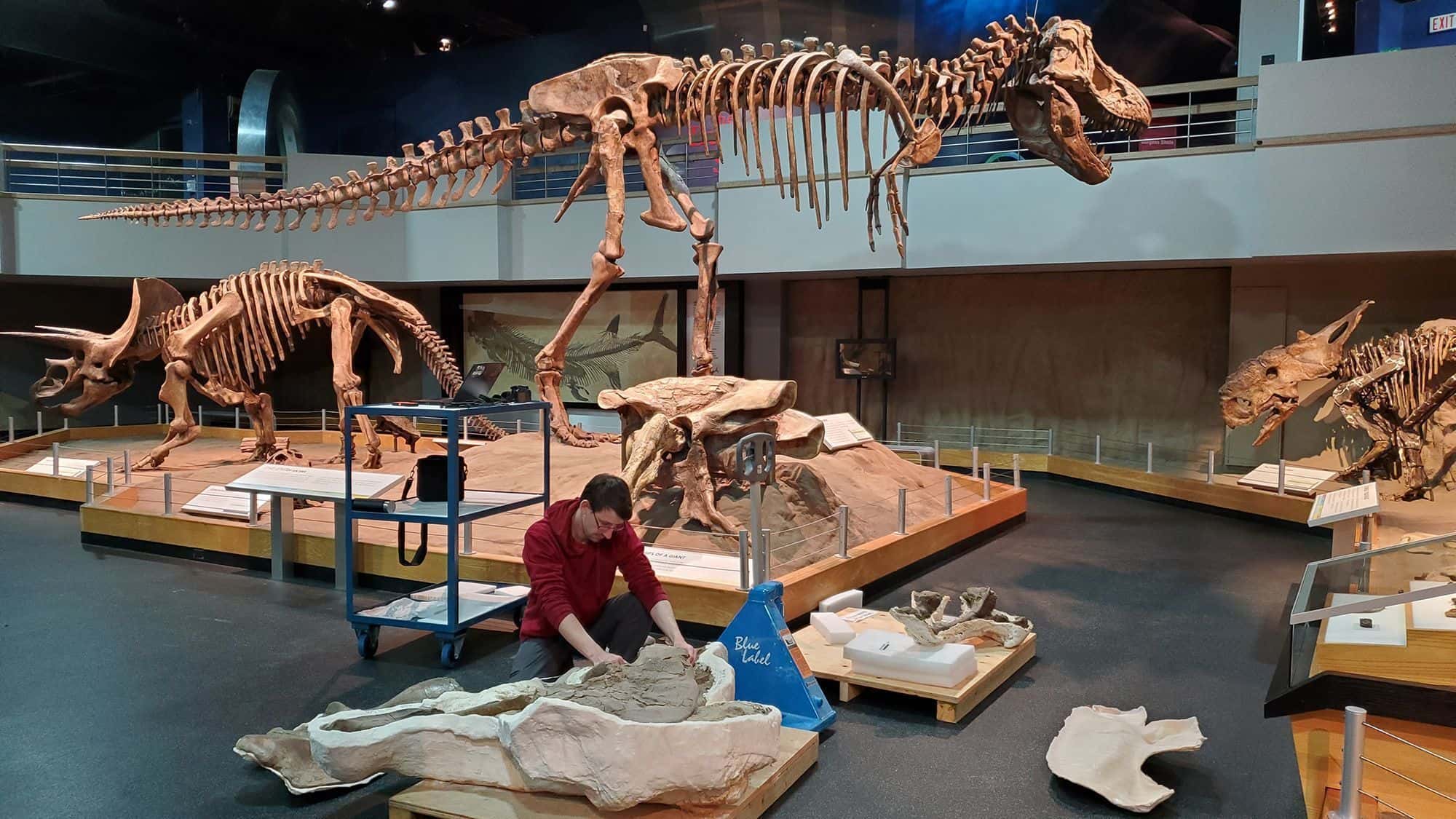 tiranossauro-trex