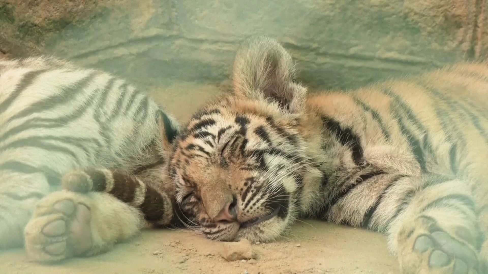 BR_CNN_180725_RTR_EV_C_0920_INDIA_TIGER_CUBS.mp4_frame_177