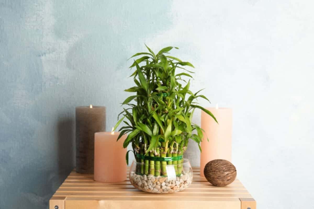 bambu-da-sorte-portal-1024×683-1