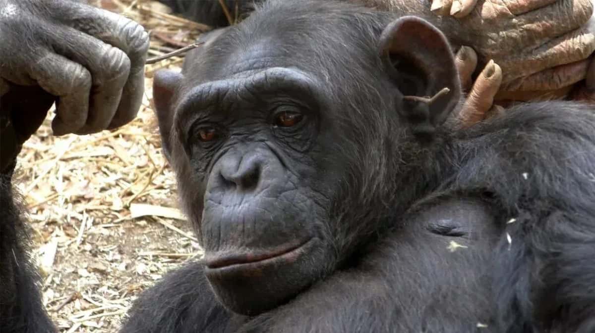 chimpanze-2