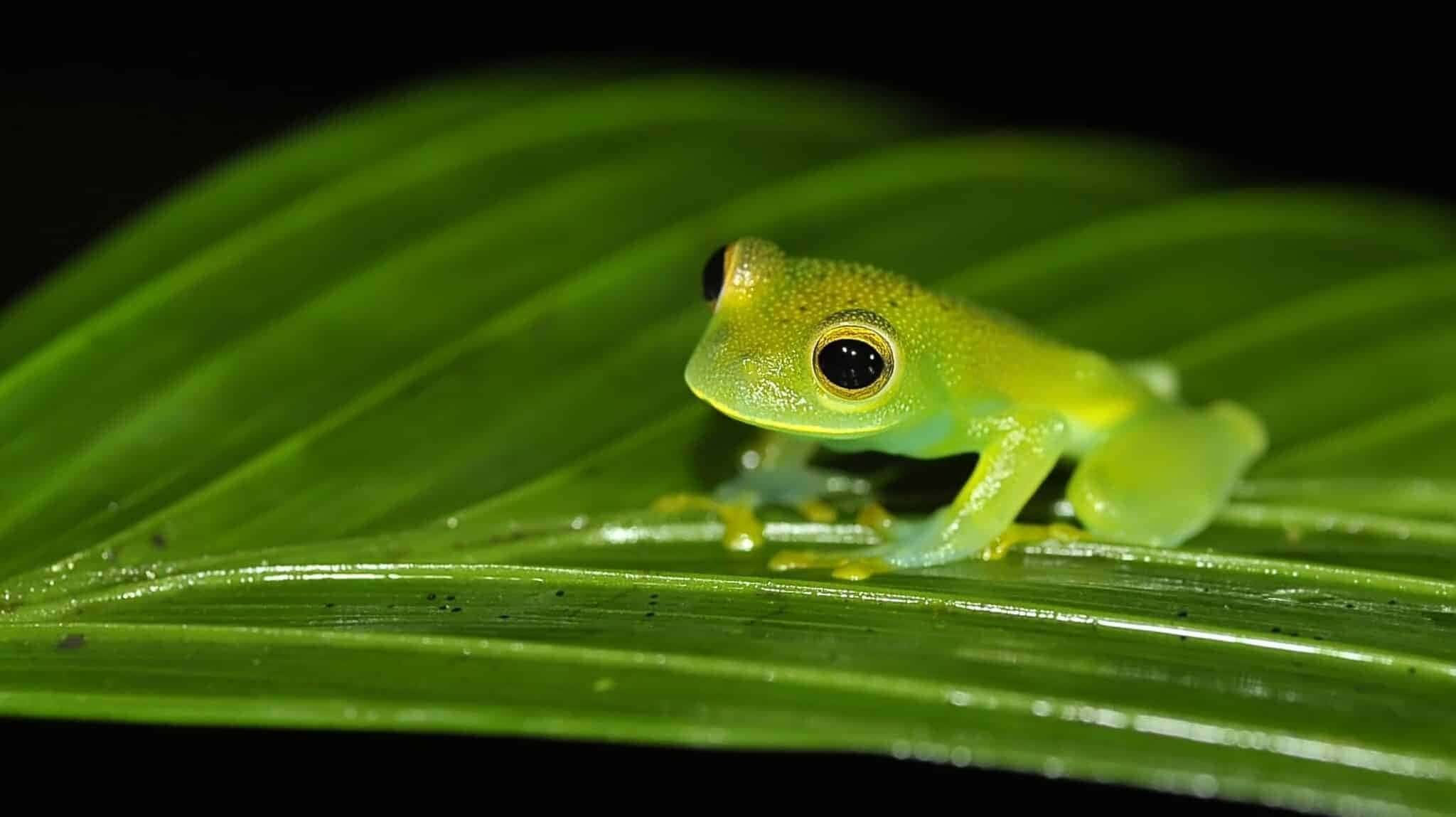 emerald_glass_frog-e1752867244979