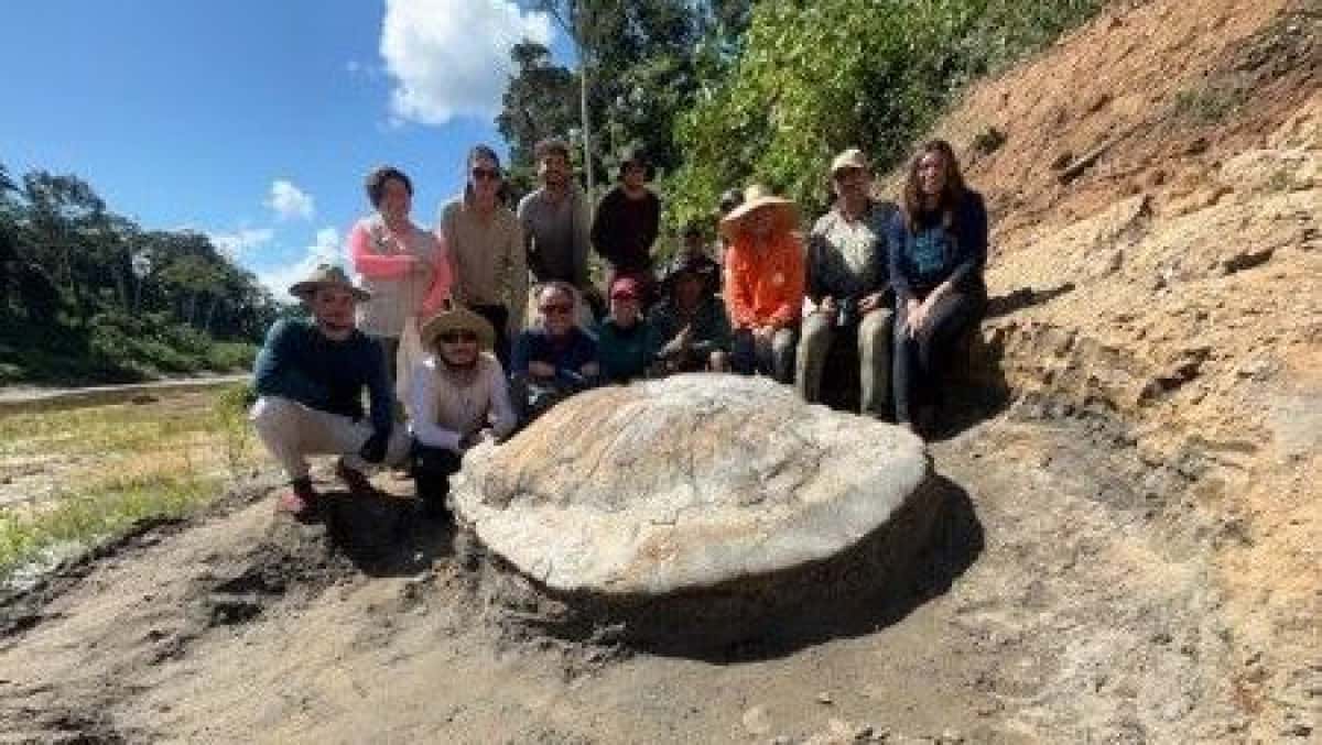 fossil-da-tartaruga-e1753709483755