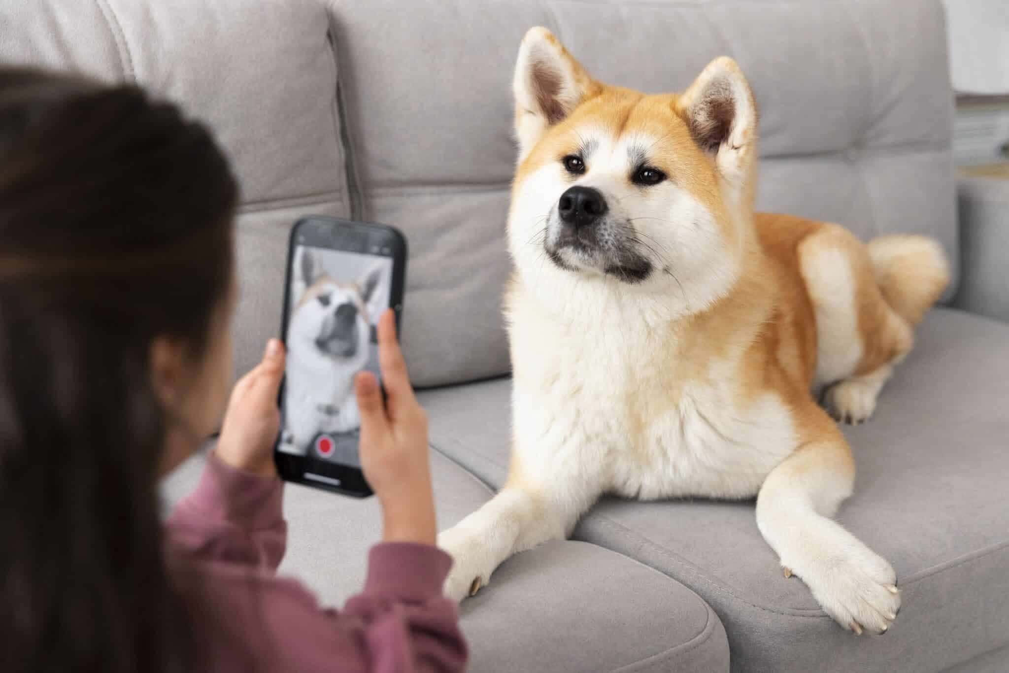 modo-cachorro-whatsapp