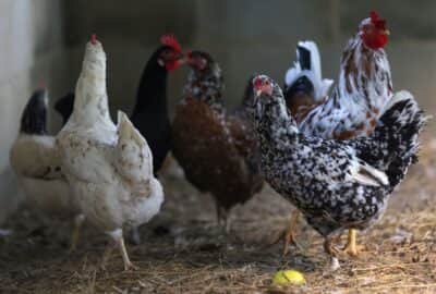 Japão interrompe compra de frango originário de Quixeramobim (CE)