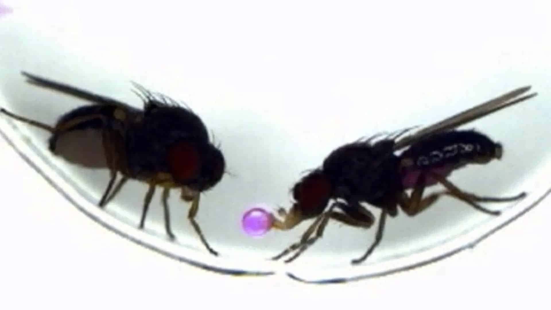 macho-da-drosophila-subobscura-oferece-comida-para-a-femea-durante-a-corte