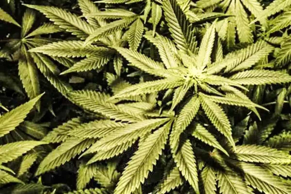 maconha-1