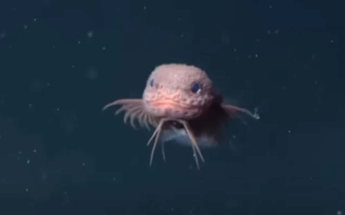 peixe