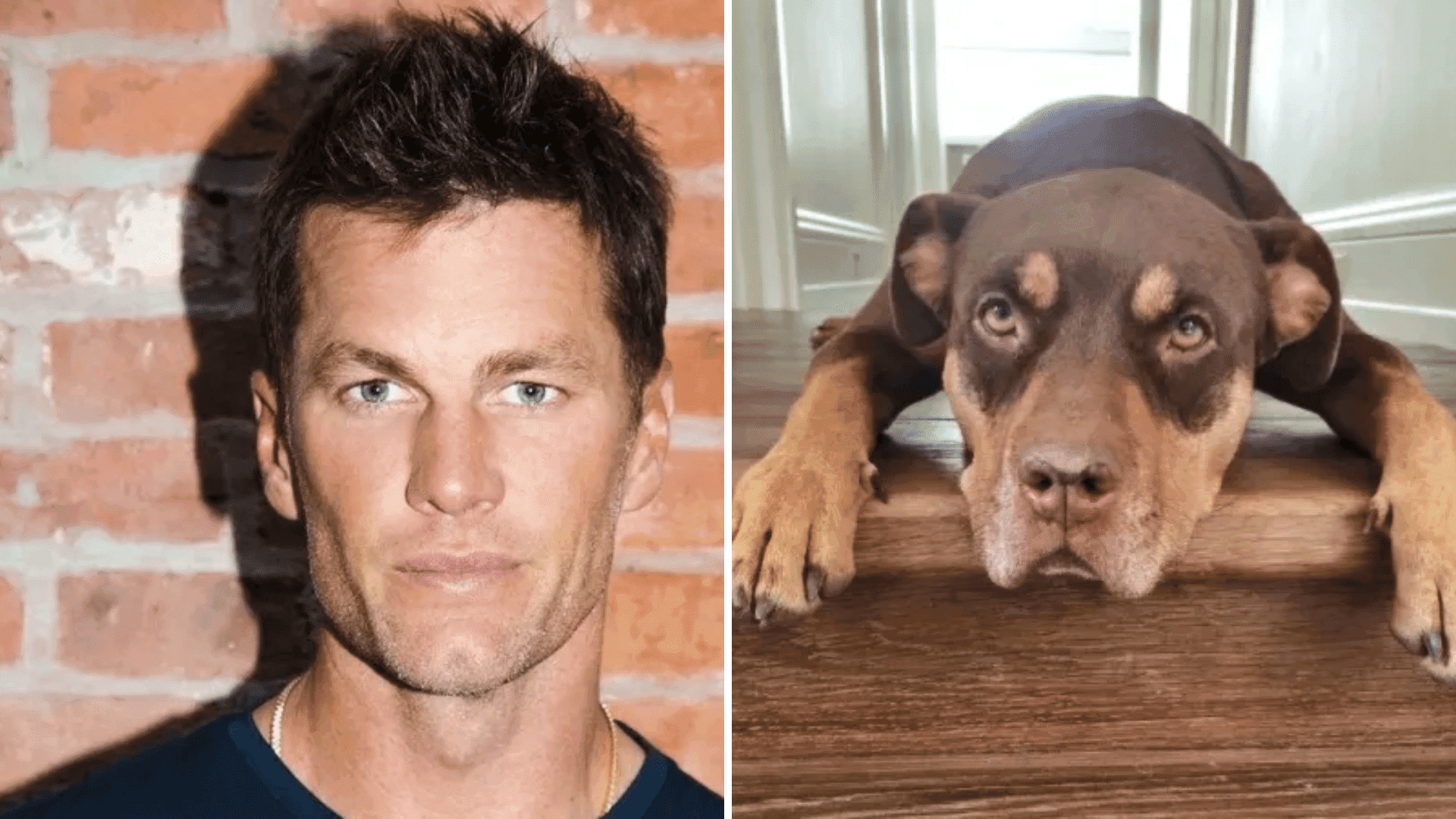 Ex-marido-de-Gisele-Bundchen-Tom-Brady-revela-que-clonou-cachorra-adotada-que-morreu-ha-2-anos