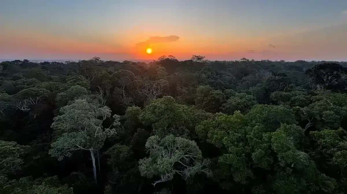 floresta-amazonica-Tania-Rego-ag-brasil-e1757096815595