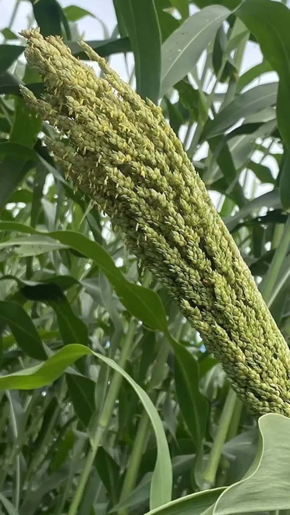 260224_SorgoGigante_Latina_Seeds_detalhe_grao