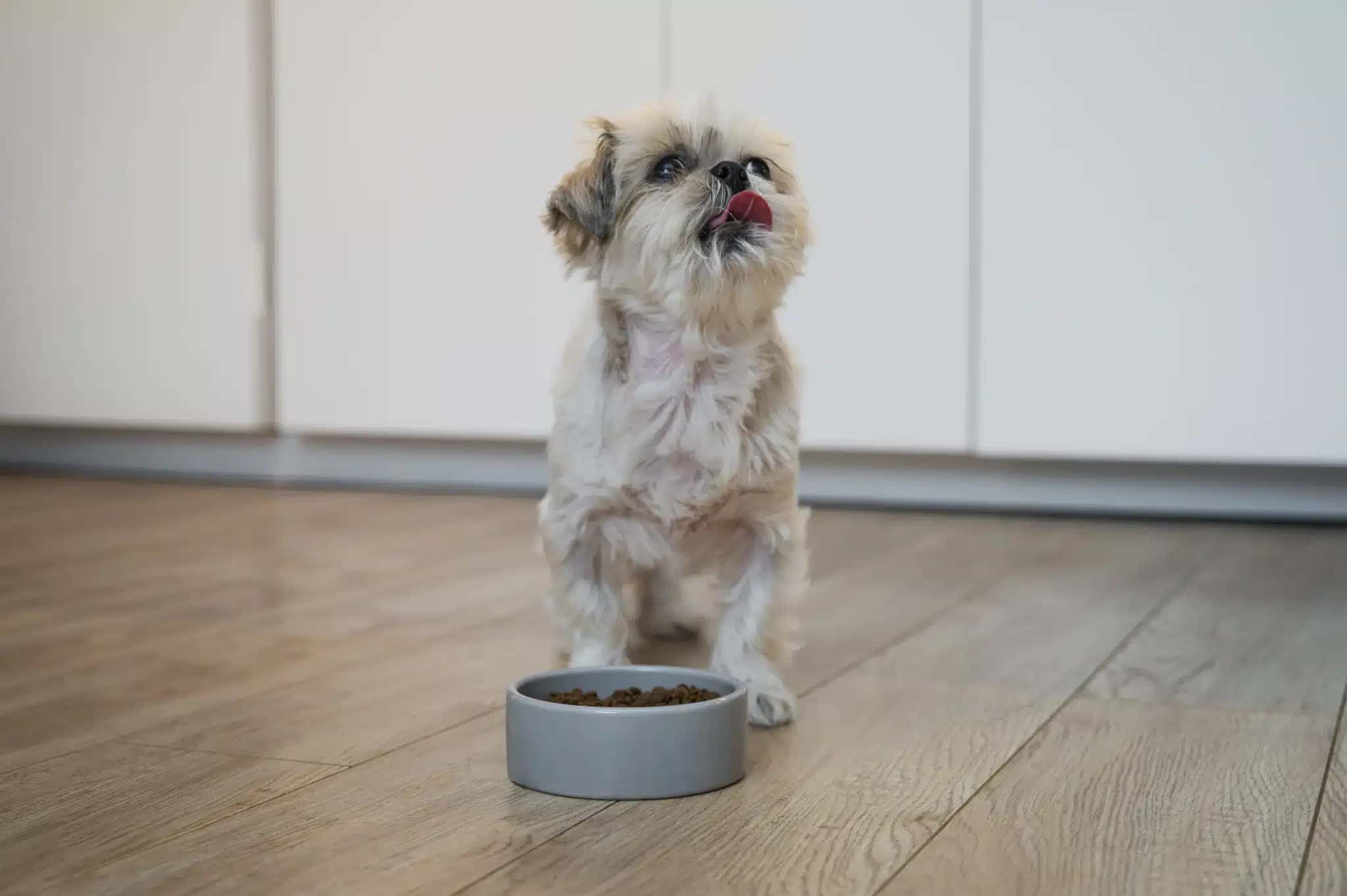 close-up-adorable-pet-eating