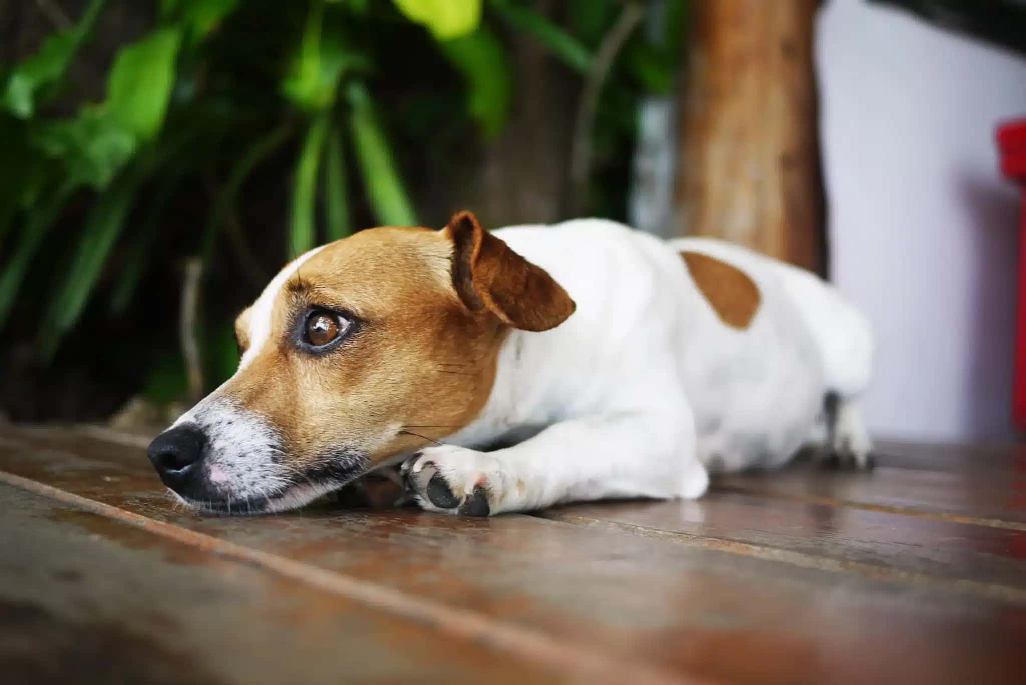 Ansiedade-de-separacao-em-pets