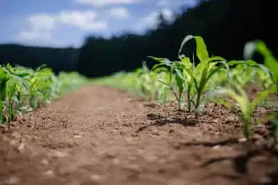 Exportações de Insumos Agrícolas do Brasil Batem Recorde em 2026 com Crescimento Impressionante