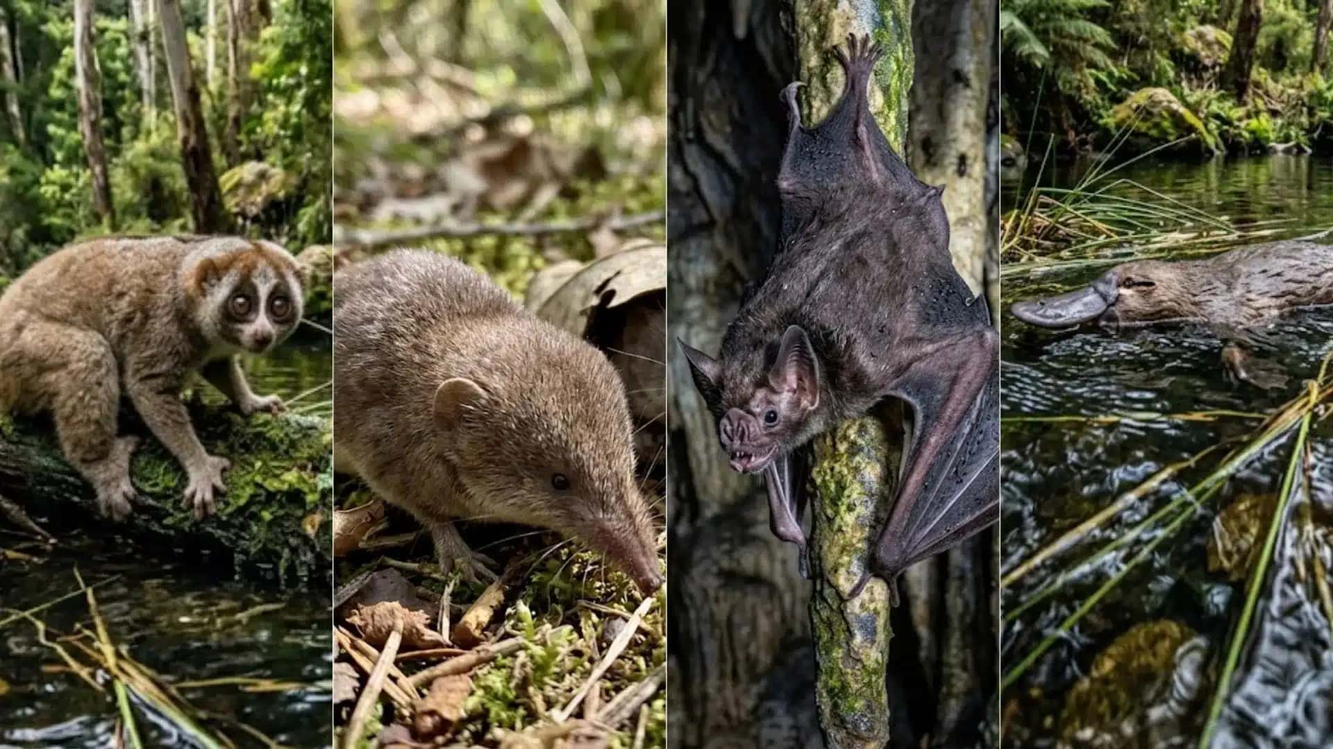 Mamiferos-venenosos-conheca-especies-que-desafiam-logica-natural