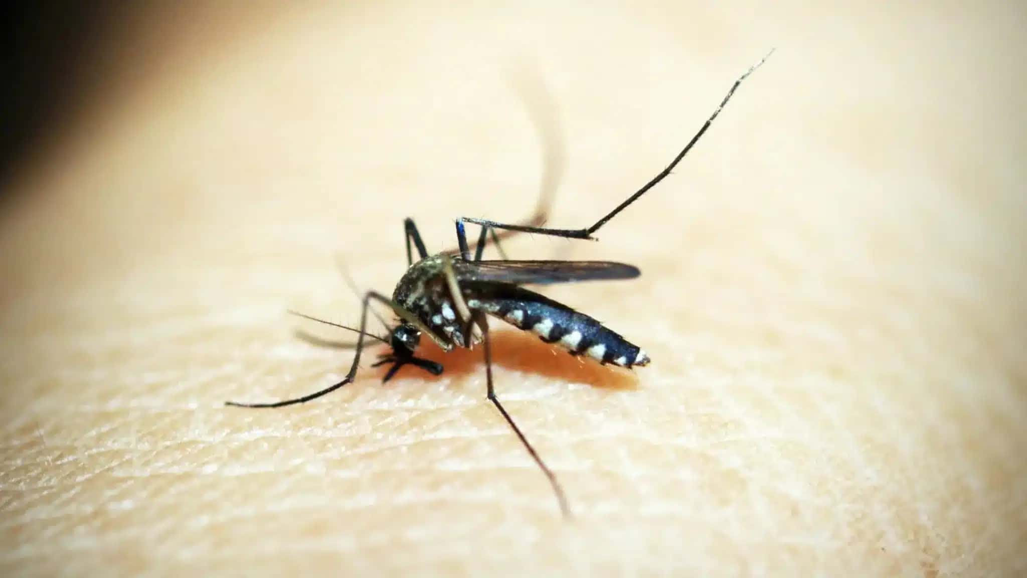 Mosquito-transmissor-da-malaria-e-juncao-de-5-especies-diz-estudo
