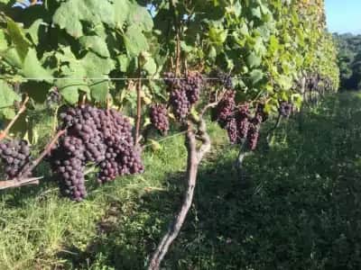 Nebbiolo: A Uva Italiana que Conquista os Vinhedos Brasileiros com Inovações!