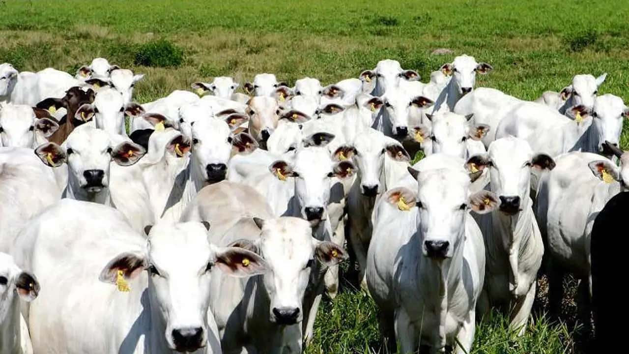 Autoridades-do-Brasil-identificaram-caso-de-vaca-louca-atipica-em-animal-de-Minas-Gerais