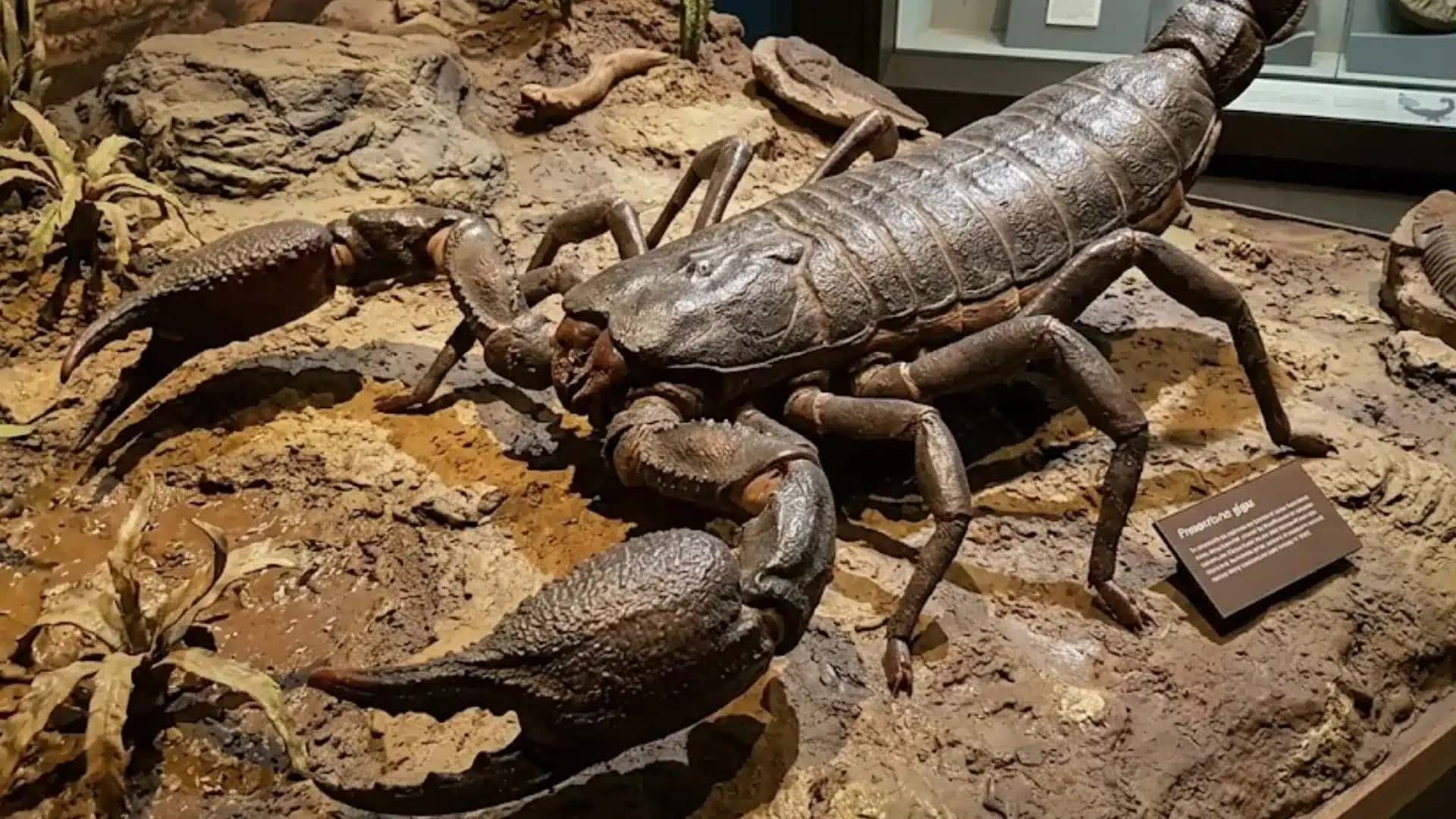 Escorpiao-do-tamanho-de-um-cachorro-e-o-maior-do-mundo-revela-pesquisa-1