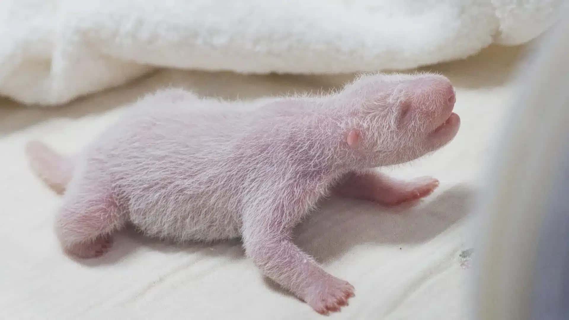 Panda-gigante-da-a-luz-seu-quarto-filhote-na-Coreia-do-Sul