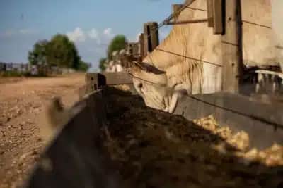 Queda nos custos de produção de bovinos em maio surpreende pecuaristas; entenda o motivo