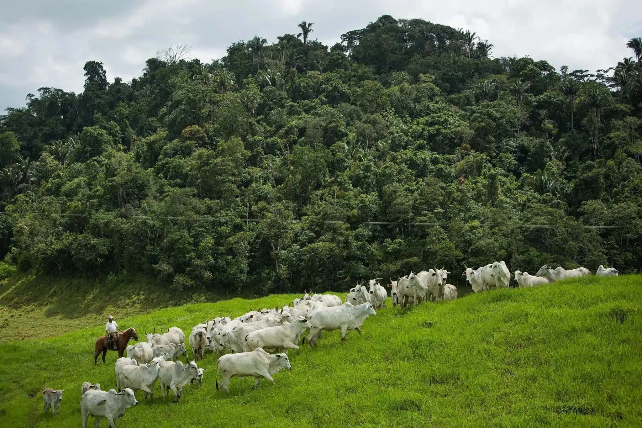 boi-pecuaria-bovinocultura-credito-Wenderson-Araujo-CNA-19