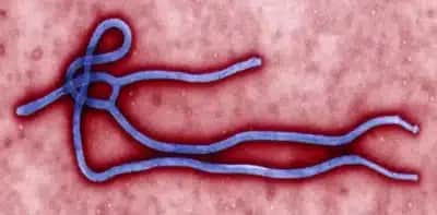 Ebola sem controle no Congo: OMS prioriza vacinas em desenvolvimento contra a cepa Bundibugyo