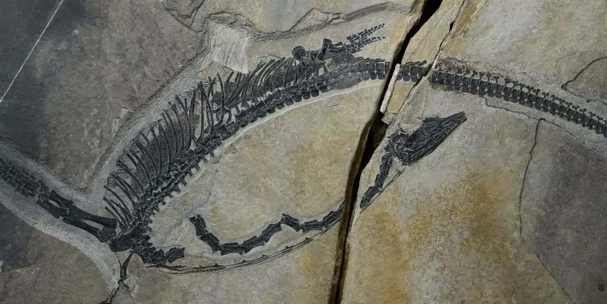 Fóssil do réptil marinho Austronaga minuta, com 245 milhões de anos