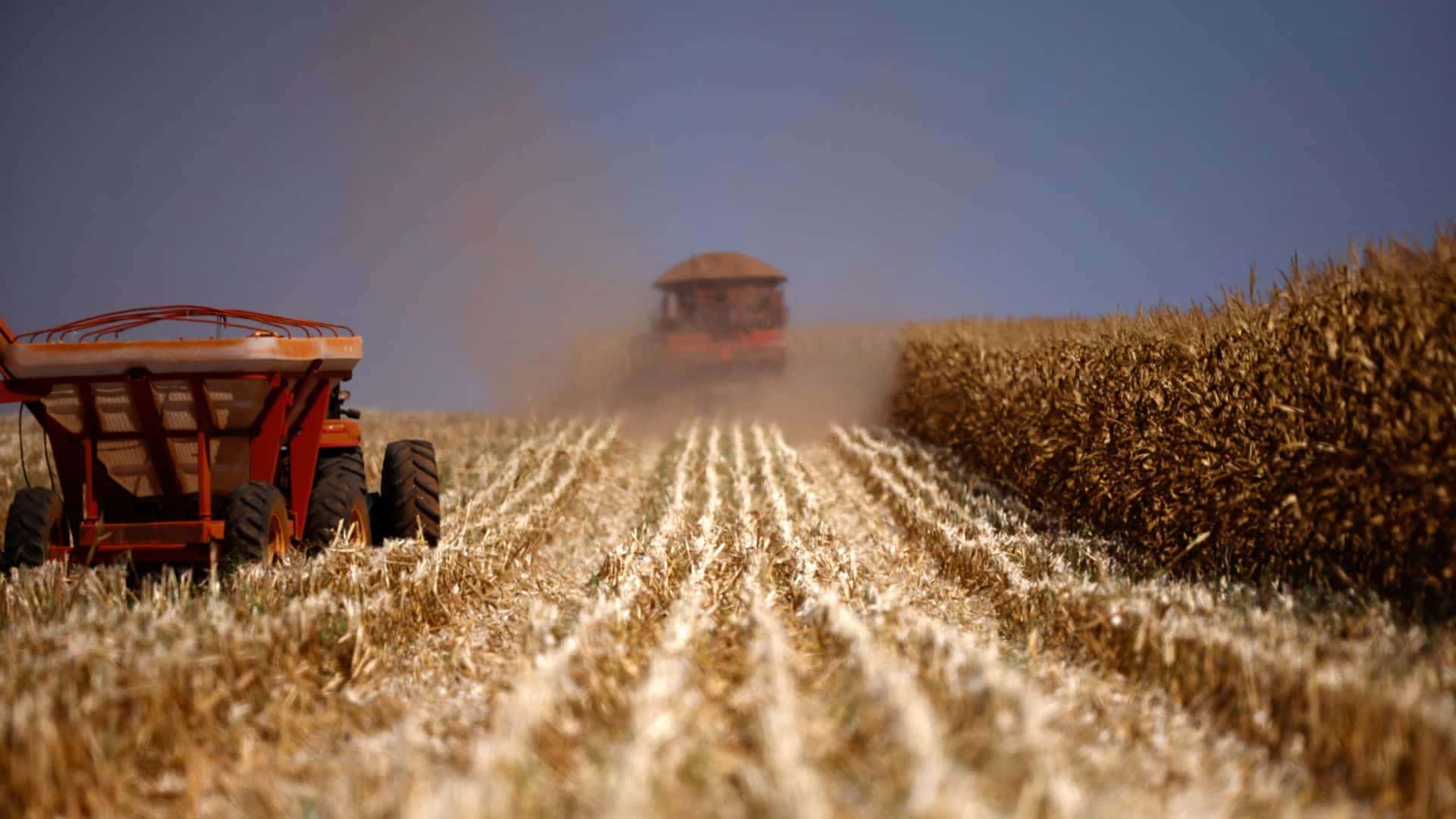 Uma colheitadeira é vista colhendo milho em uma fazenda, no Brasil, em 22 de agosto de 2023