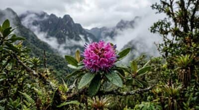Pesquisadores identificam onze espécies inéditas do gênero Axinea nas florestas tropicais
