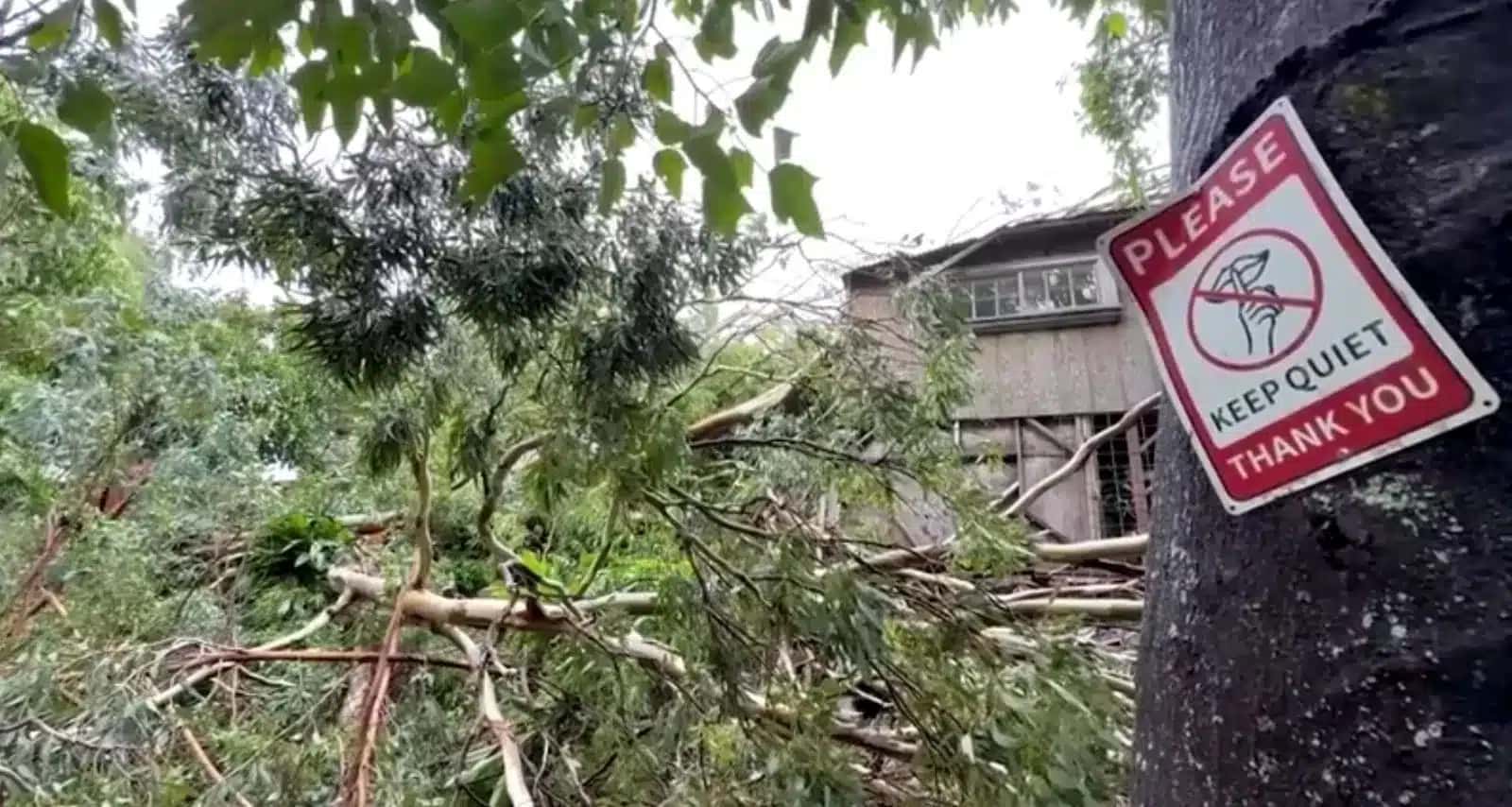 Árvores destruídas após passagem da tempestade tropical Lala