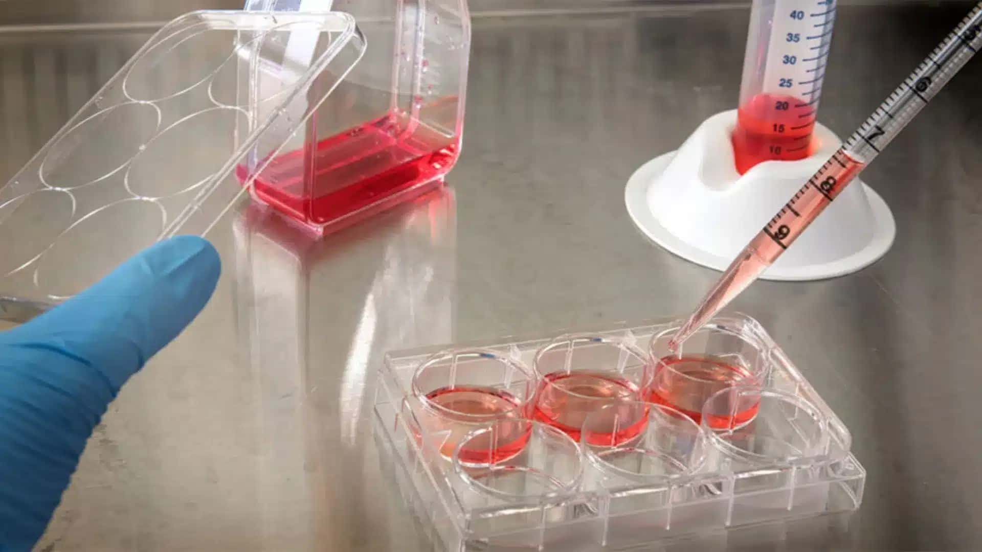 Células do nariz ajudam na recuperação de lesão medular em testes
