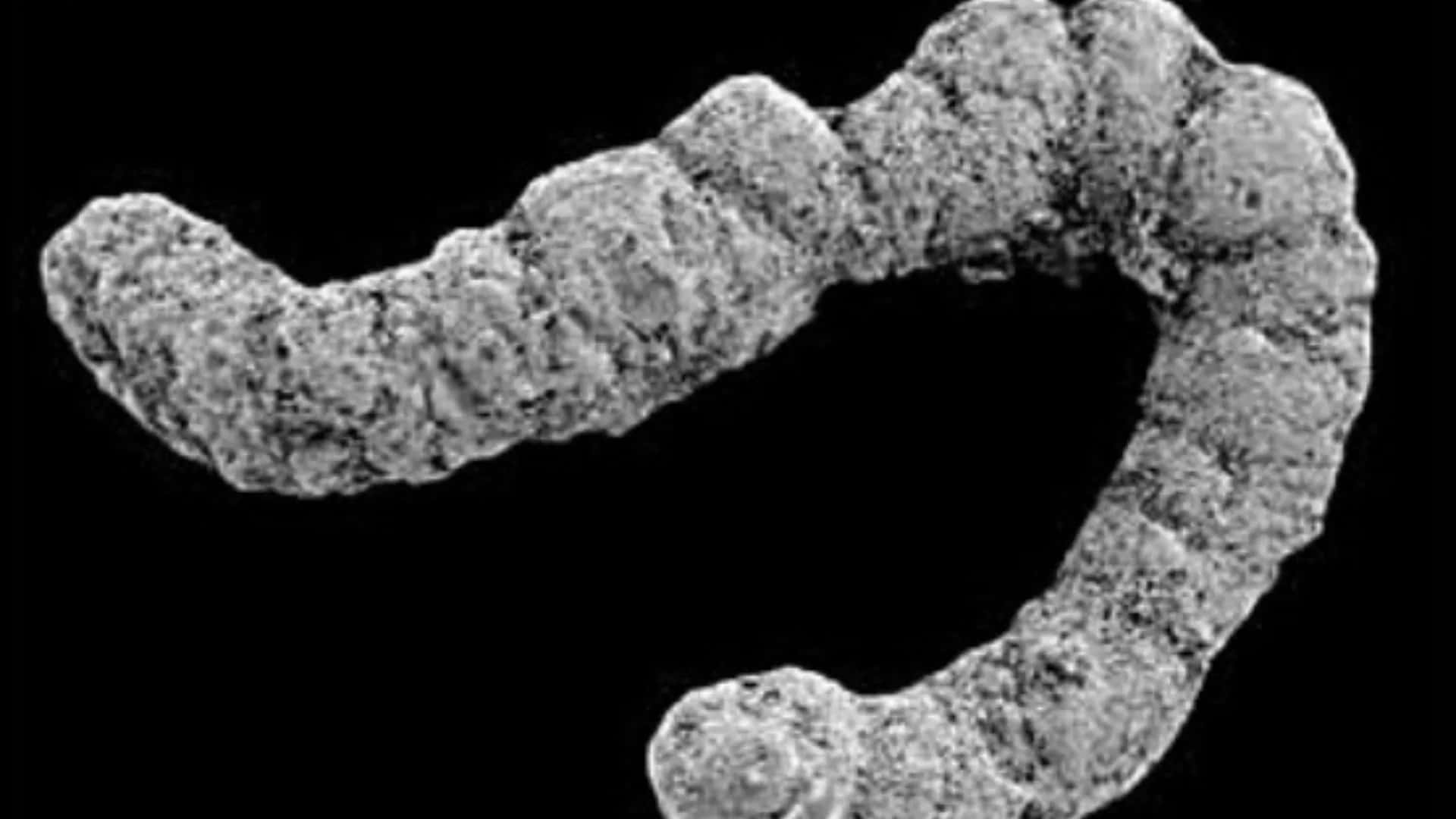 Acúmulo de excrementos fósseis há 540 milhões de anos impulsionou a diversificação dos ecossistemas marinhos