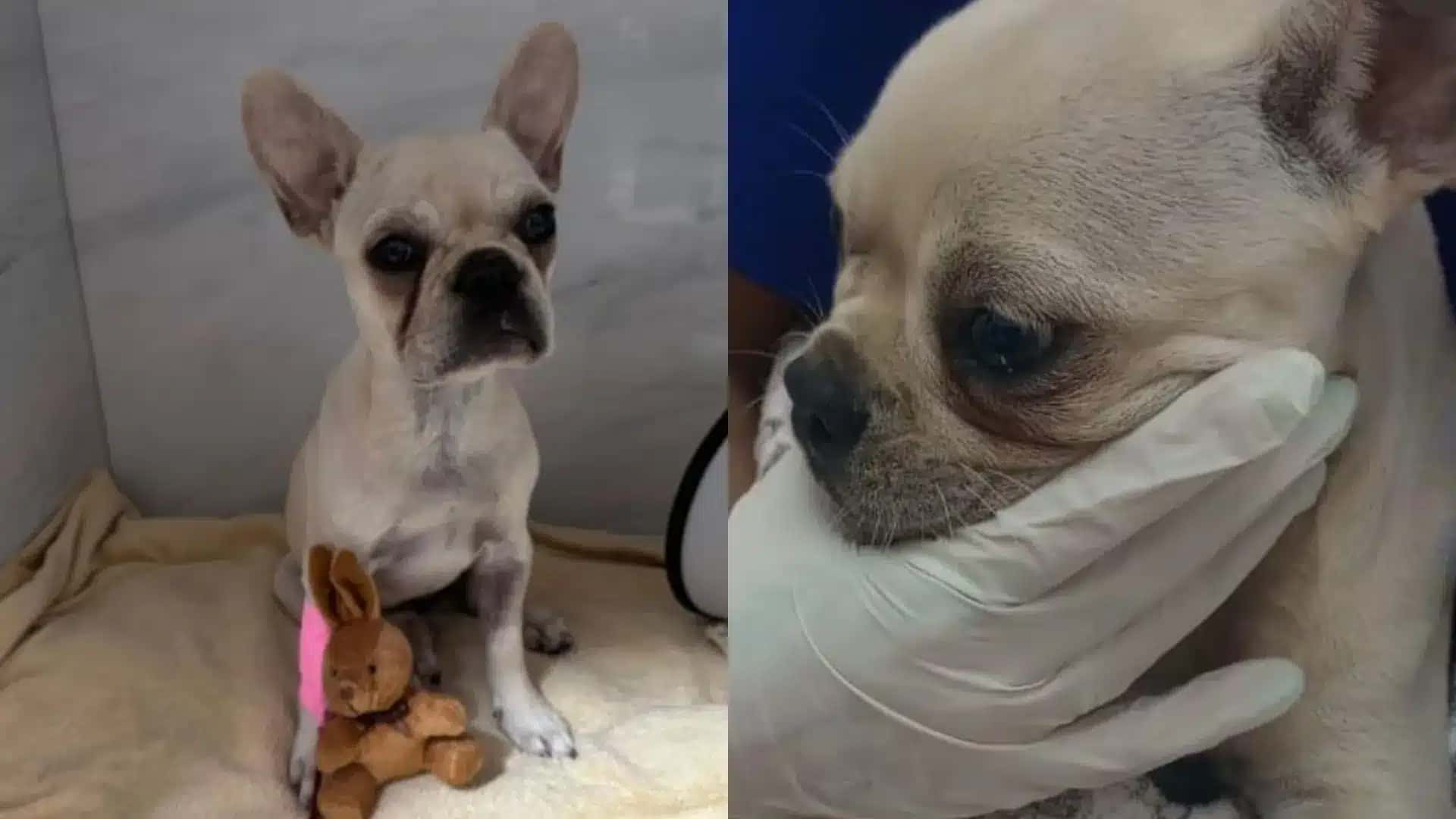 Animal foi socorrido e passa bem; tutora foi presa