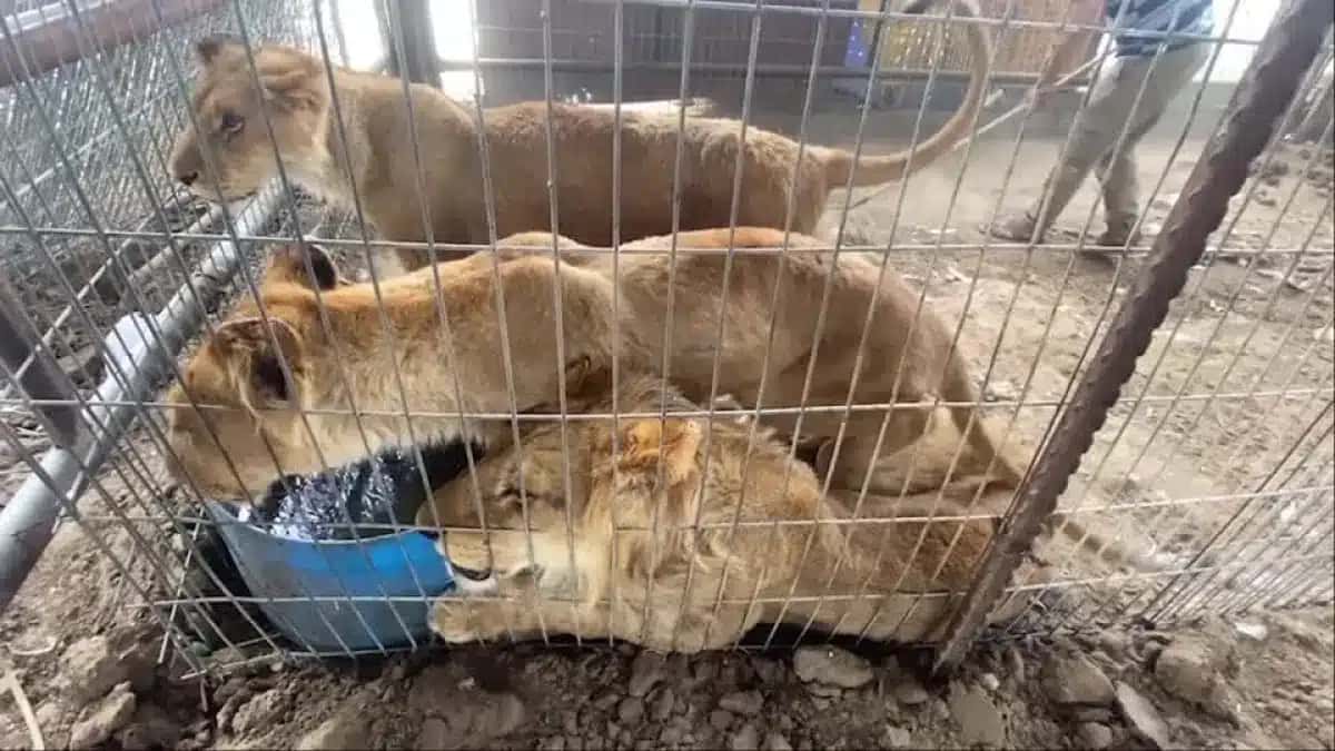 Leões abatidos pelos efeitos da guerra no zoológico de Gaza