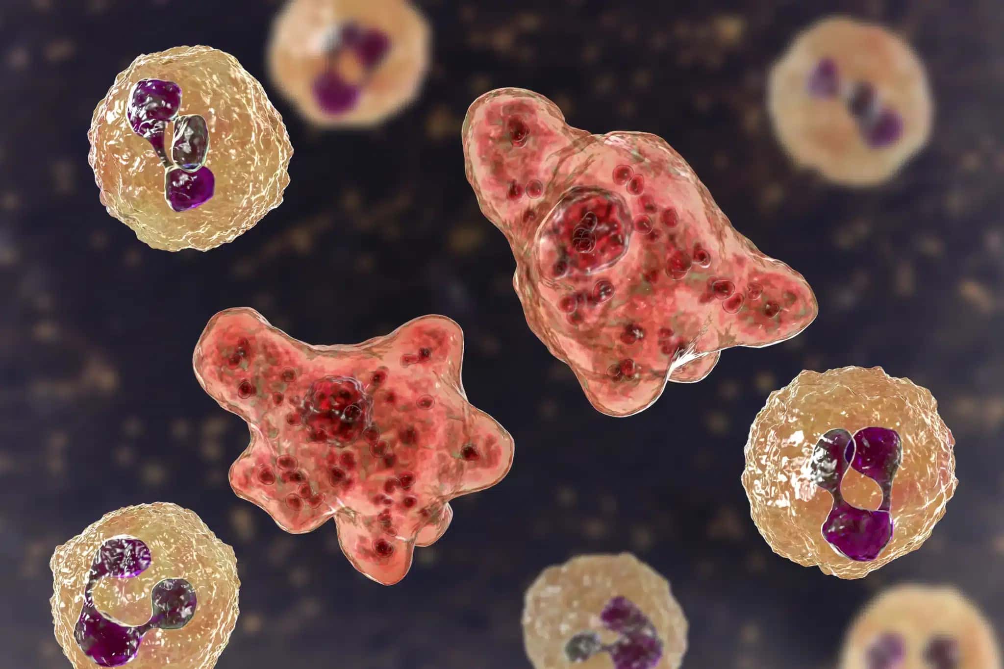 Representação gráfica da ameba “comedora de cérebro”, Naegleria fowleri