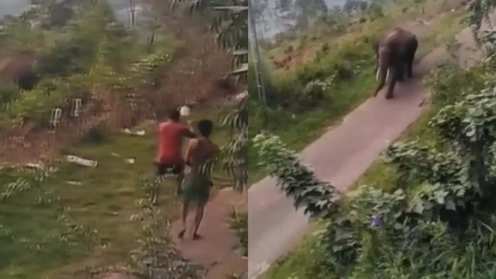 Elefante persegue turistas após provocação na Índia